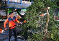 Pohon Tumbang di Beberapa Titik di Banjarmasin Usai Didera Hujan