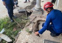 Meresahkan, Biawak Varanus 1,5 Meter Diamankan dari Rumah Mustami di Desa Tunggul Irang