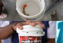 Teknologi Wolbachia Ampuh Turunkan DBD