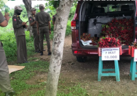 Pedagang Rambutan Gunakan Mobil, Reklame Otomotif dan 'Dana Cepat' Ditertibkan Satpol PP Banjarbaru