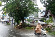 Pohon Tumbang Depan Masjid Al Karomah Martapura, Dahan Sempat Bergoyang Hebat Hingga Patah