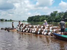 Warga Desa Buas-Buas Bawa Kayu Bakar Pakai Lanting untuk Haul Guru Sekumpul