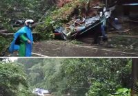 Pohon Besar di Gunung Halat Tumbang, Sempat Macetkan Arus Lalu Lintas Trans Kalseltim