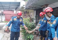 Biawak Sepanjang 1,2 Neter Bikin Panik Keluarga Sukma