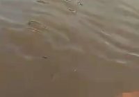 Perempuan Ditemukan Tak Bernyawa di Batang Banyu Sungai Seluang Batola