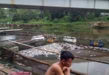 Penyebab Ribuan Ikan Mati di Keramba Desa Awang Bangkal Barat dan Timur