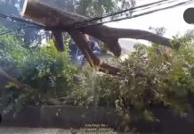 Pohon Tumbang Menimpa Kabel Listrik di Jalan Garuda Banjarbaru
