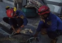 Biawak Masuk Rumah Warga di Jalan Pramuka Banjarmasin