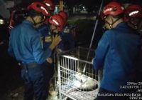 Malam Jumat, Damkar Harus Kejar-Kejaran dengan Seekor Bangkui Resahkan Warga di Cindai Alus