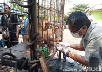 Bangkui Liar Resahkan Warga di Cindai Alus Disuntik Vaksin Rabies di Dinas Kesehatan Banjar