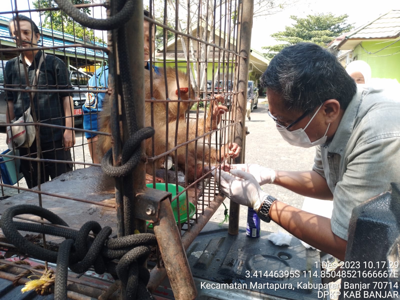Bangkui Liar Resahkan Warga di Cindai Alus Disuntik Vaksin Rabies di Dinas Kesehatan Banjar