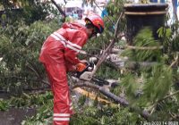 Pohon Tumbang Tutupi Jalan di Depan Masjid Al Karomah Martapura Dipotong Petugas DPKP Banjar