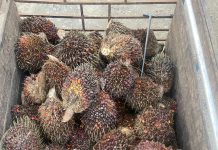 Polsek Satui Amankan Tersangka Pencurian 1.300 Kg Buah Kelapa Sawit