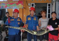 Warga Gambut Ini Kaget Saat Masuk Kamar Mandi Dihadang Biawak