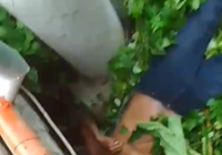 BREAKING NEWS: Pria Tersetrum di Jalan A Yani Depan Hotel Tree Park Banjarmasin