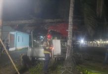Martapura Hujan Disertai Angin, Pohon di Kantor BPKAD dan Jalan Sekumpul Gang Salam Tumbang