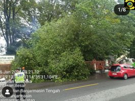 Pohon Tumbang di Jalan Merdeka Banjarmasin Buat Macet