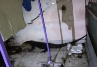 Biawak Masuk Rumah Warga Pemurus Luar