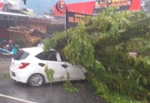 Kepala DLH Banjarmasin Imbau Warga Waspada Pohon Lapuk: Segera Lapor ke BPBD!