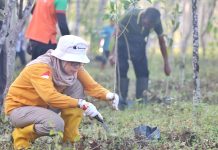 Dua Hari, Dishut Kalsel Tanam 800 Bibit Mersawa di Perkantoran Gubernur Kalsel