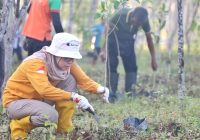 800 Bibit Pohon Mersawa Ditanam di Perkantoran Gubernur Kalsel