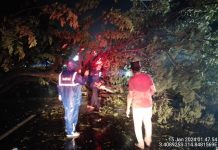 Pohon Tumbang di Keraton Tutupi Jalur Banjarmasin-Hulu Sungai