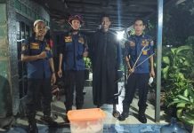Ular di Kandang Ayam Gegerkan Warga Gambut