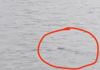 Heboh Penampakan Buaya di Sungai Barito Beredar di Grup Whatsapp