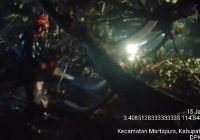 Pohon Tumbang di Depan Kantor Pemkab Banjar Halangi Arus Lalu Lintas