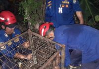 Anjing Liar Kembali Diamankan DPKP Banjar di Jalan Mentri Empat
