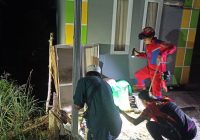 Ular Tikus Sembunyi di Bawah Kandang Kucing di Gambut Berhasil Dievakuasi Petugas DPKP Banjar