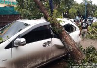 Mobil Rusak Akibat Tertimpa Pohon di Depan Masjid Al Karomah Martapura
