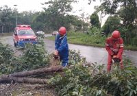 Pohon Tumbang di Jalan Tol Sungai Ulin Halangi Pengguna Jalan