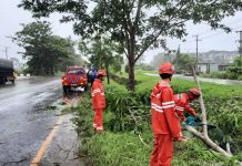 Waspada Rawan Pohon Tumbang di Kabupaten Banjar