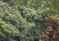 Miris, Pria Gendong Balita Melewati Jembatan dari Seutas Tali di Atas Sungai