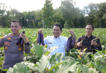 Bupati Balangan Bersama Kapolres Panen Terong dan Cabai, Dukung Pengendalian Inflasi Daerah