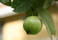 Air Rebusan Tanaman Herbal Ampuh Turunkan Darah Tinggi, Ada Daun Jambu Biji Loh!