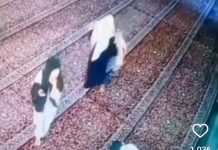 Terekam CCTV Pencuri Hape di Masjid Al Karomah Martapura
