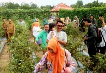 Saidi Mansyur dan Nurgita Tiyas Dorong Ketahanan Pangan Keluarga Melalui Berkebun dari Rumah