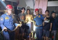 Biarkan Ular Piton Berkeliaran, Warga Kertak Baru Mengaku Menyesal