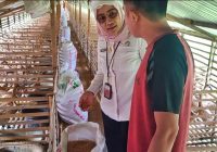 Bisnis Ternak Itik Makin Menjanjikan, Pemprov Kalsel Genjot Program 'Siti Hawa Lari'