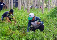 Galakkan Penghijauan, Pemprov Kalsel Tanam 2.700 Bibit Pohon