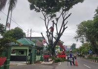 DPRPKLH Banjar Inventarisasi Ratusan Pohon Trembesi, 86 di Antaranya Berisiko