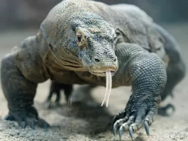 Kebun Binatang Surabaya Berhasil Kembang Biakkan Komodo