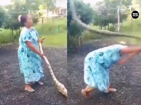 Viral! Emak-emak Banting-banting Ular Piton Gegara Ternaknya Sering Hilang Misterius