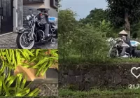 Panen Petai, Gitaris Kotak Jadikan Harley-Davidson Alat Angkut