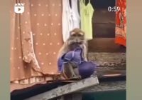 Monyet Liar Curi BH Warga Jalan Tembus Mantuil