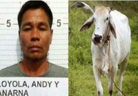 Geger! Sapi Lahirkan Anak Mirip Manusia? Gara-garanya Ini?