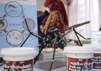 Kemenkes Kembangkan Telur Nyamuk Aedes Aegypti Wolbachia? Mau Nambah Penyakit Demam Berdarah?