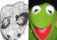 Benarkah Tokoh Kartun Kermit Si Katak Ada? Karena Ilmuwan Temukan Fosilnya